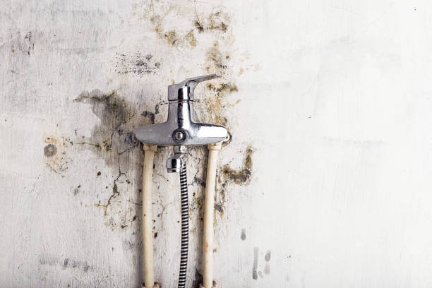 Best Residential Mold Remediation in Shady Hollow, TX