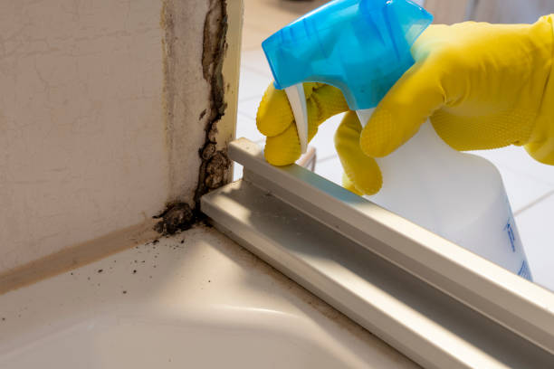 Best Emergency Mold Remediation in Shady Hollow, TX