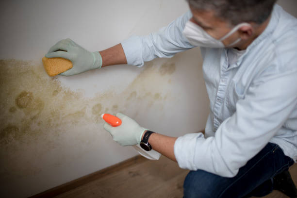 Best Kitchen Mold Remediation in Shady Hollow, TX