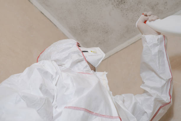 Best Attic Mold Remediation in Shady Hollow, TX