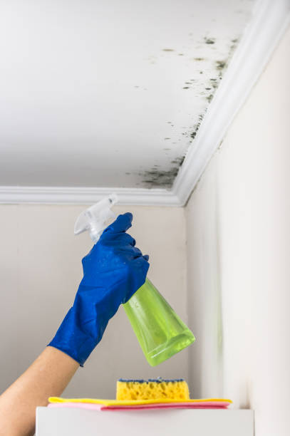 Best HVAC Mold Remediation in Shady Hollow, TX
