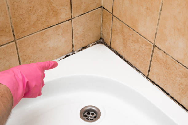 Best Mold Testing and Inspection Services in Shady Hollow, TX