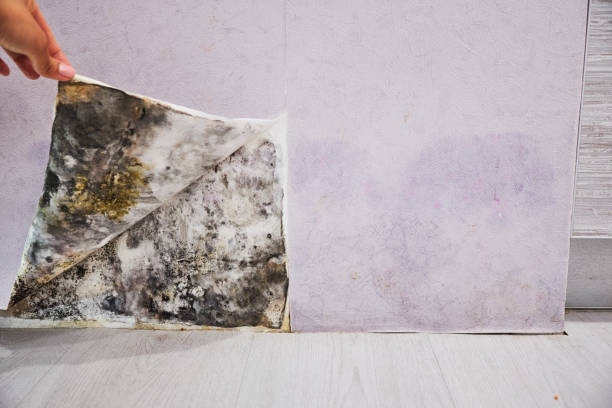 Reliable Shady Hollow, TX Mold Remediation Solutions